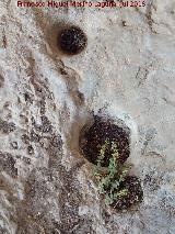 Pinturas y petroglifos rupestres de la Cueva del Encajero. Cazoletas