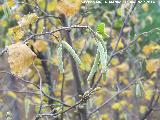 Avellano - Corylus avellana. Zagrilla Baja - Priego de Crdoba