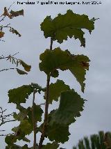 Avellano - Corylus avellana. Zagrilla Baja - Priego de Crdoba