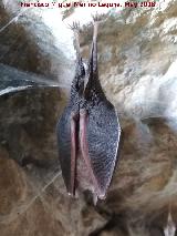 Cueva del Toro. Murcilago de herradura