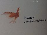 Pjaro Chochn - Troglodytes troglodytes. Exposicin en Jan