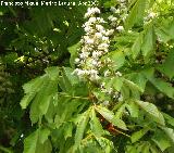 Castao de Indias - Aesculus hippocastanum. Jan