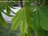 Castao de Indias - Aesculus hippocastanum. Jan