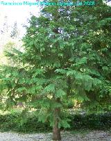 Cedro blanco - Chamaecyparis lawsoniana. Cazorla