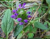 Consuelda menor - Prunella vulgaris. Segura