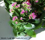 Calanchoe - Kalanchoe blossfeldiana. Crdoba