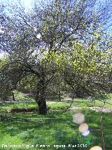 Fresno de hoja estrecha - Fraxinus angustifolia. Andjar