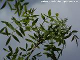 Fresno de hoja estrecha - Fraxinus angustifolia. Ro Jndula (Andjar)