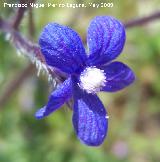 Lengua de buey - Anchusa azurea. Los Caones. Los Villares