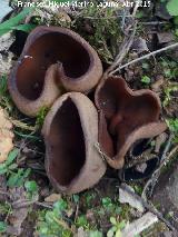 Calabacitos - Helvella acetabulum. Tabla del Pochico - Aldeaquemada