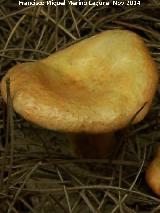 Nscalo de abeto - Lactarius salmonicolor. Zagrilla Baja - Priego de Crdoba