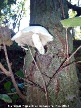 Volvaria sedosa - Volvariella bombycina. Molino del Rincn - Mengbar