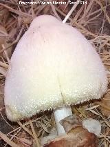 Volvaria sedosa - Volvariella bombycina. 