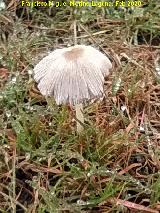 Coprino plisado - Coprinus plicatilis. La Hoya - Rus