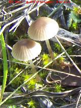 Coprino plisado - Coprinus plicatilis. La Camua - Alcal la Real