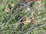 Coprino plisado - Coprinus plicatilis. Torrechantre - Jan