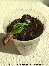 Pino pi�onero - Pinus pinea. Los Villares