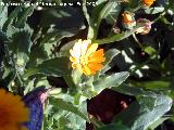 Calndula - Calendula officinalis. Los Villares