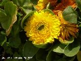 Calndula - Calendula officinalis. Navas de San Juan