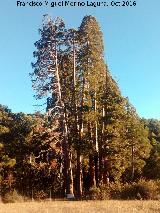 Secuoya - Sequoia sempervirens. La Sagra - Huscar