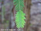 Secuoya - Sequoia sempervirens. Cazorla