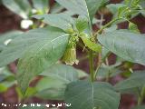 Tabaco gordo - Atropa baetica. Cazorla