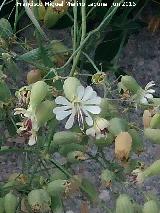 Colleja - Silene vulgaris. Los Villares