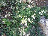 Colleja - Silene vulgaris. Navas de San Juan