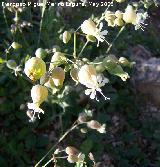 Colleja - Silene vulgaris. Navas de San Juan