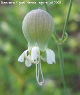 Colleja - Silene vulgaris. Segura