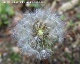 Diente de len - Taraxacum officinale. Jan