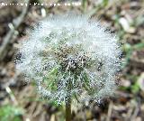 Diente de len - Taraxacum officinale. Jan