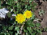 Diente de len - Taraxacum officinale. Otiar - Jan