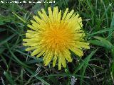 Diente de len - Taraxacum officinale. Jan