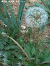 Diente de len - Taraxacum officinale. Llanos Navapolos - Jan