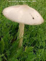 Volvaria vistosa - Volvariella gloiocephala. 