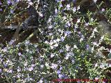 Espantarrabosas - Limonium hibericum. Santa Pola