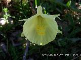 Narciso acampanado - Narcissus bulbocodium. Navas de San Juan