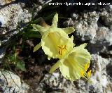 Narciso acampanado - Narcissus bulbocodium. Navas de San Juan