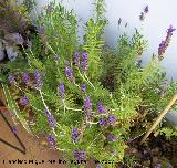 Alhucema rizada - Lavandula denata. Los Villares