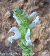 Salvia blanca - Salvia argentea. Segura