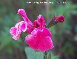 Salvia granadina - Salvia microphylla. Alhama de Granada