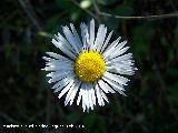 Margarita - Bellis perennis. La Guardia