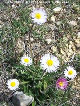 Margarita - Bellis perennis. Cerro de los Ayozos - Montejcar