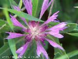 Centaurea pullata - Centaurea pullata. Navas de San Juan