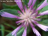 Centaurea pullata - Centaurea pullata. Navas de San Juan