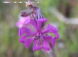 Colleja colorada - Silene colorata. Linares