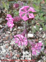 Colleja colorada - Silene colorata. Cerro Salido - La Guardia