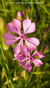 Colleja colorada - Silene colorata. Flores. La Veleta - Los Villares