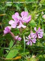 Colleja colorada - Silene colorata. Flores. La Veleta - Los Villares